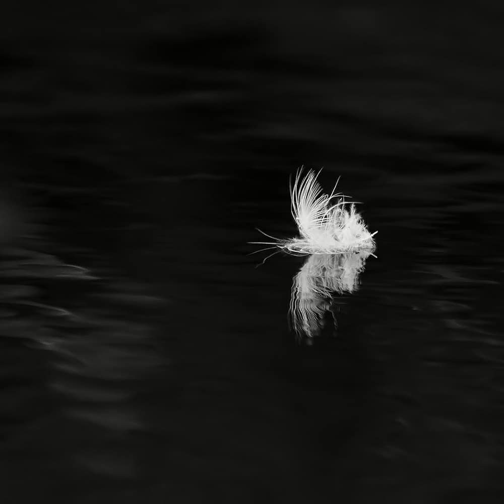 You are currently viewing Butterfly Feather