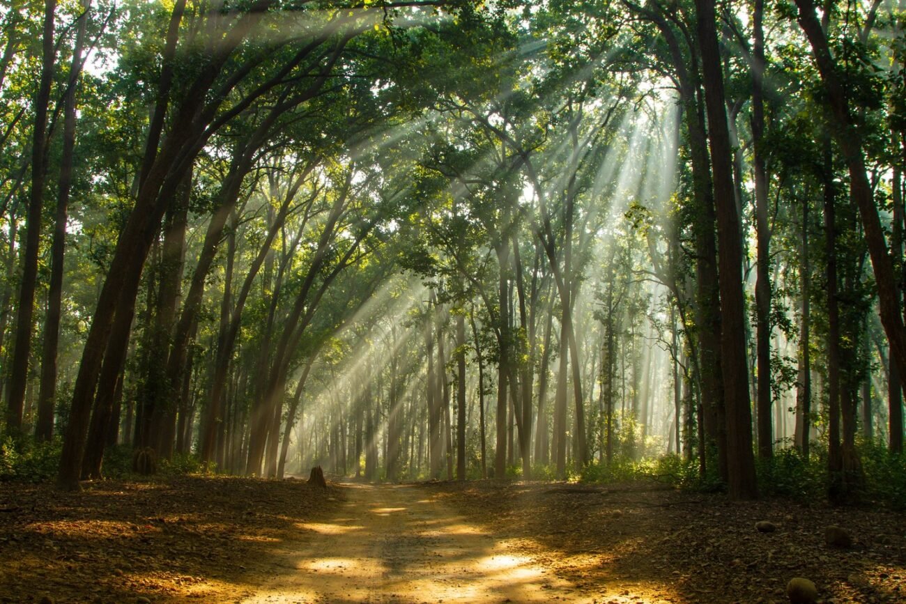 Light Dust