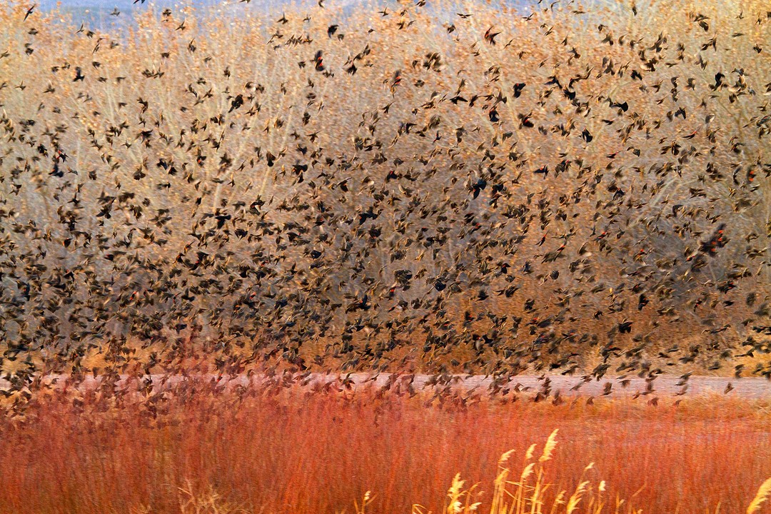 Read more about the article Murmurations of red winged blackbird