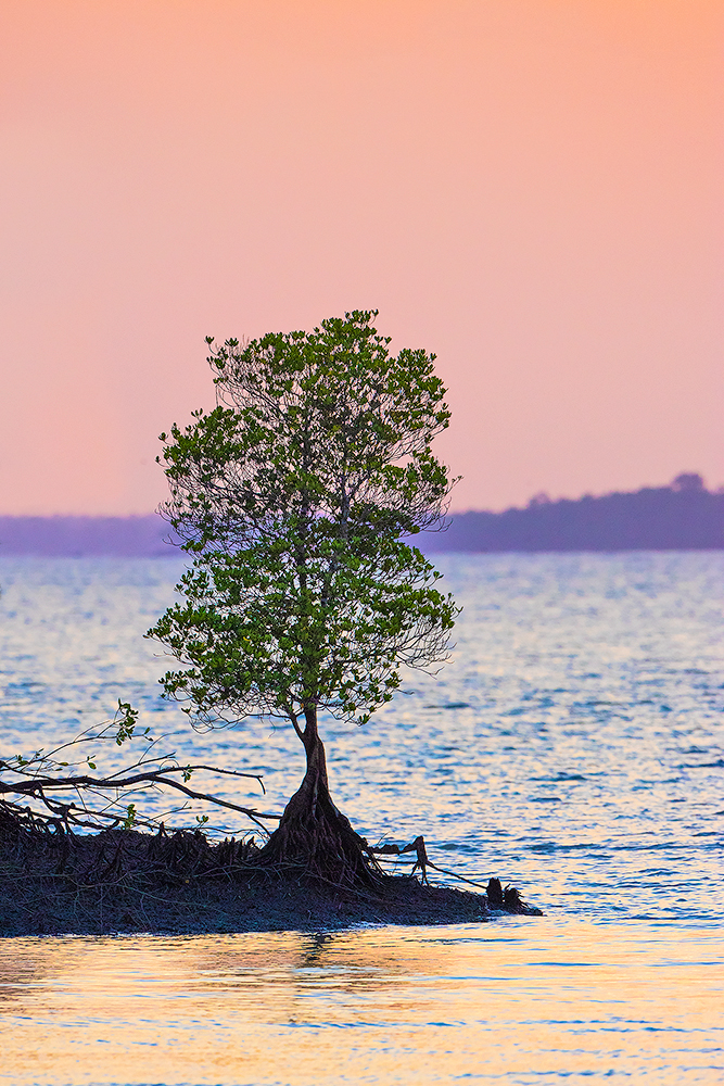 Read more about the article Survivors of the mangrove