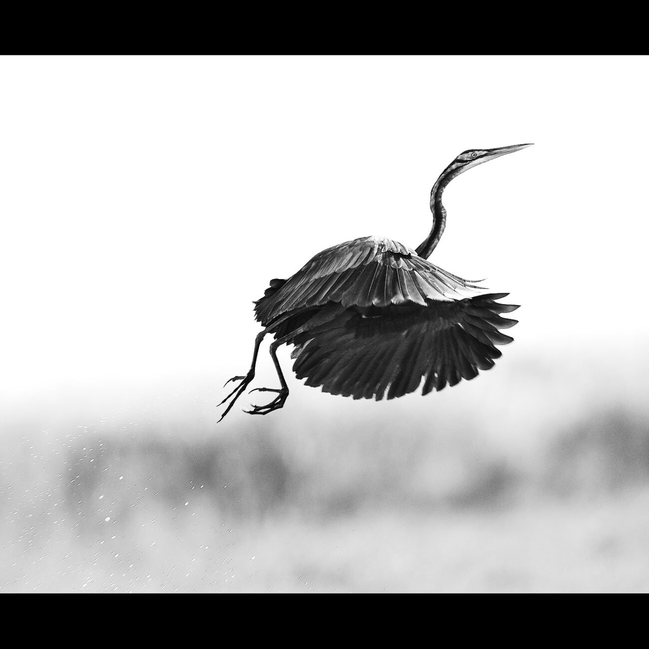 Flying Angel