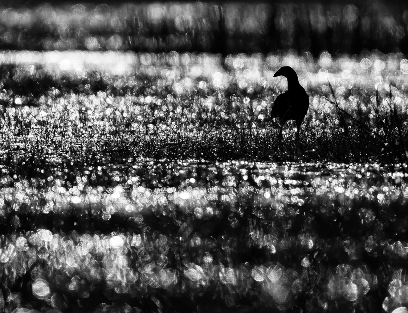On golden pond