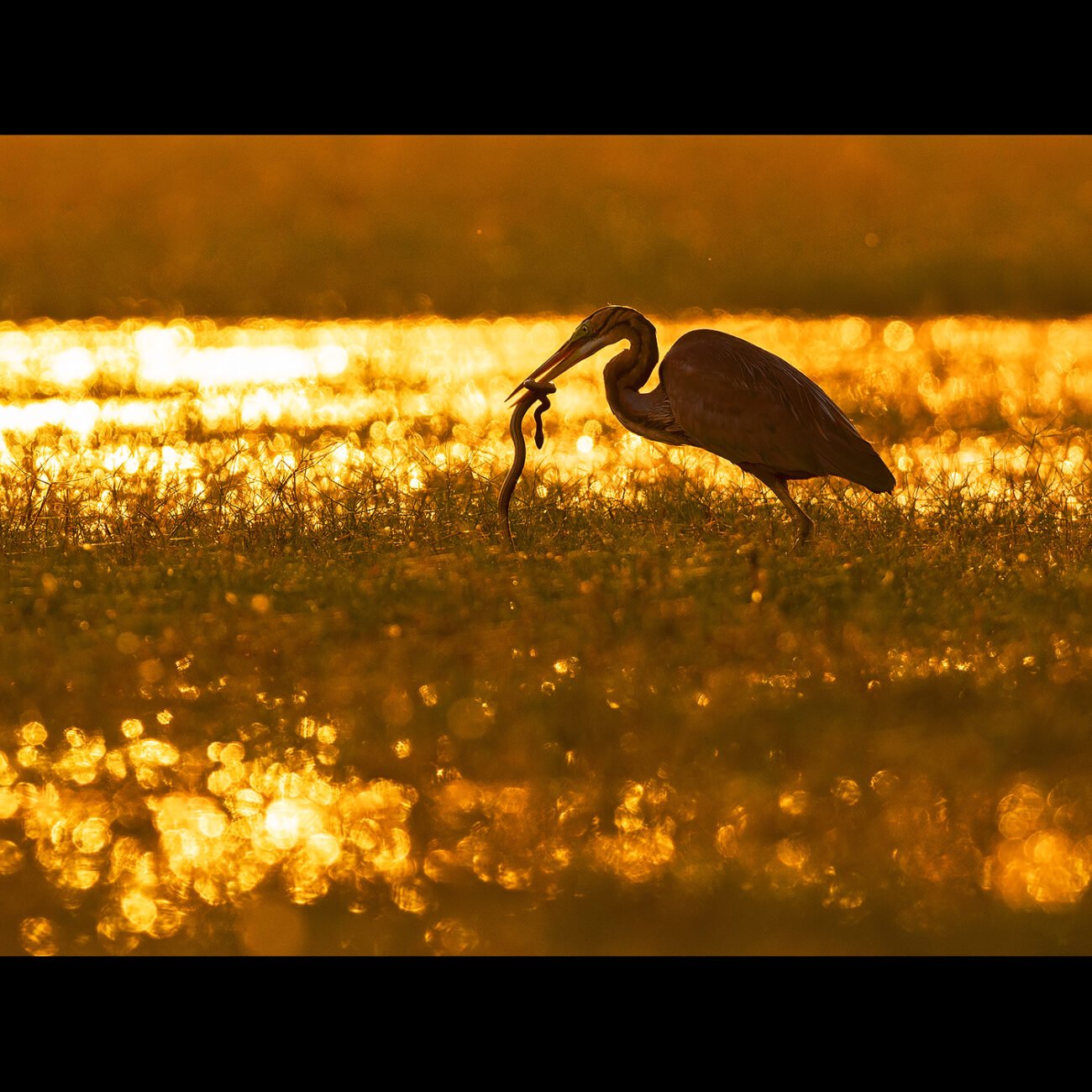 Sunset Hunt