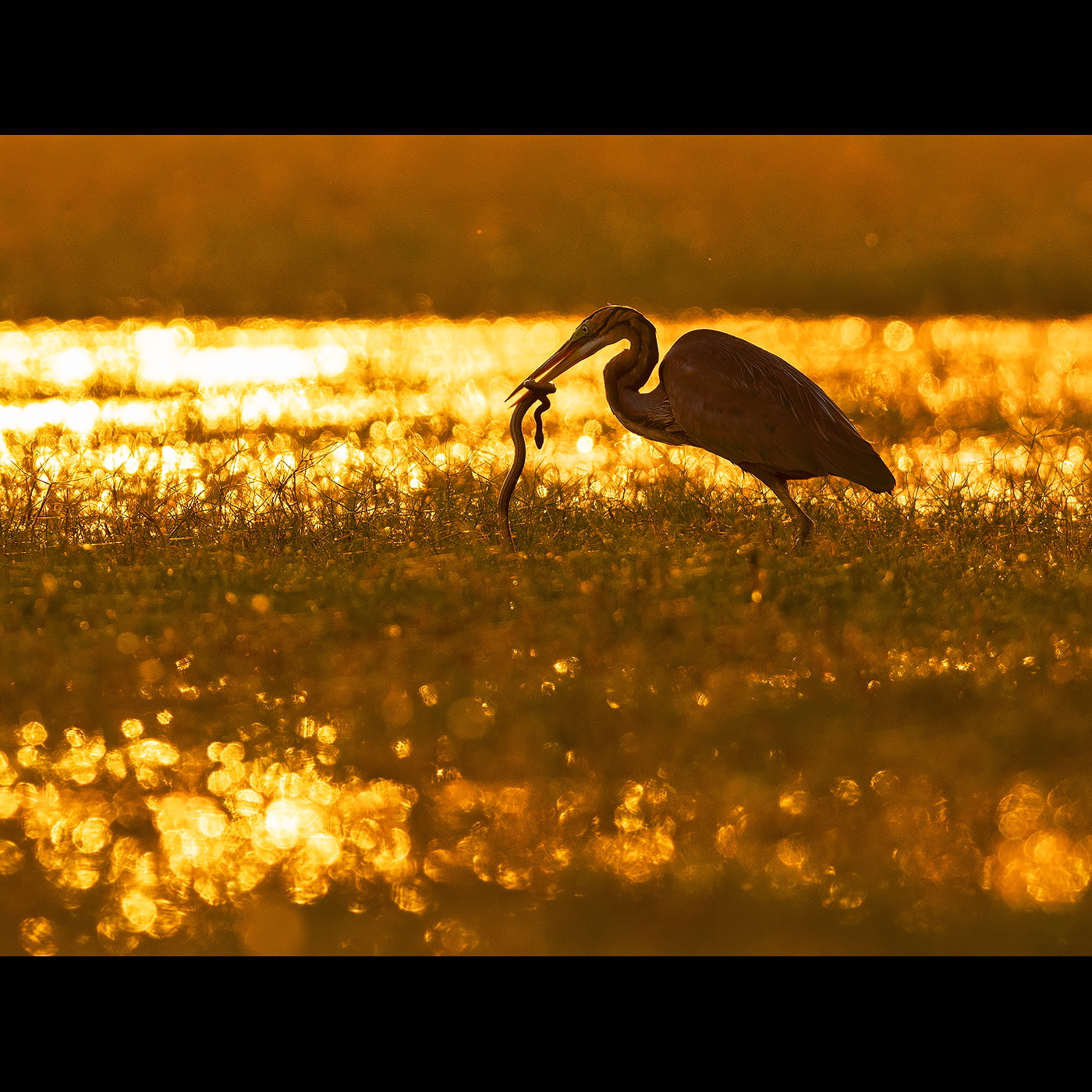 You are currently viewing Sunset Hunt