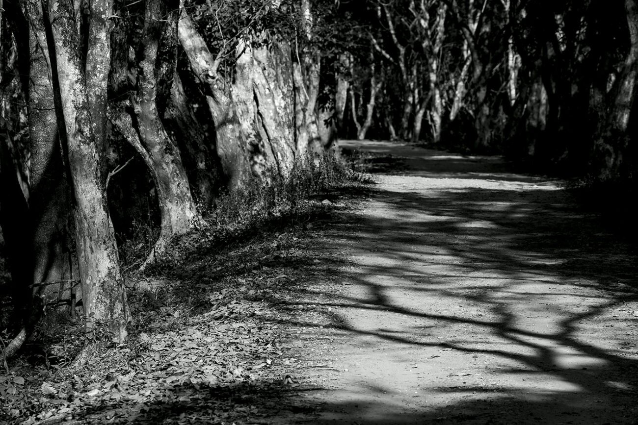 Tentacled Road