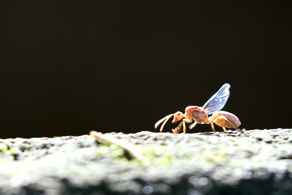 Read more about the article The Queen has left her nest