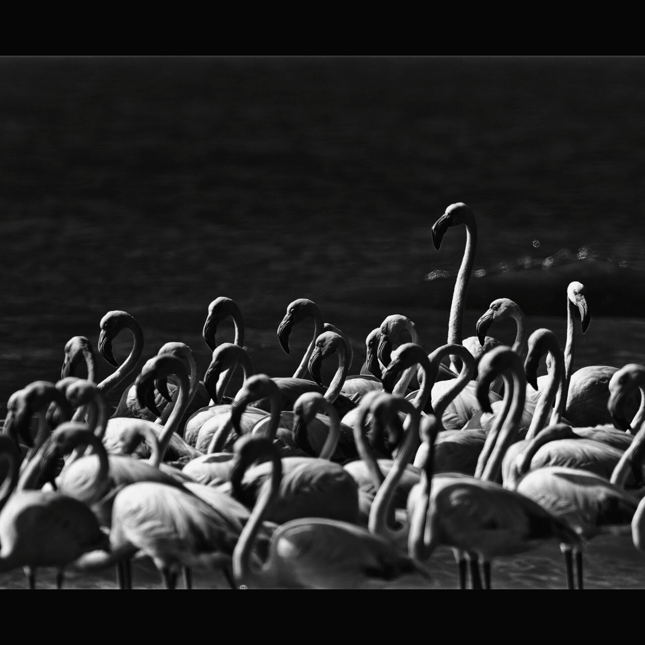 The Tallest Flamingo