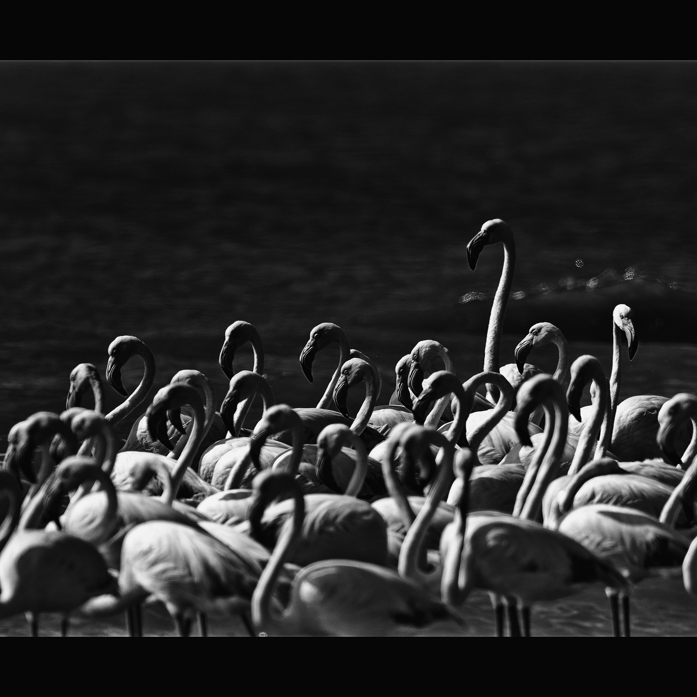 Read more about the article The Tallest Flamingo