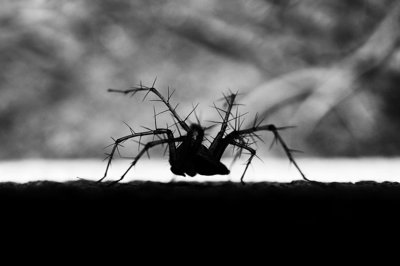 A Dance in the Dark