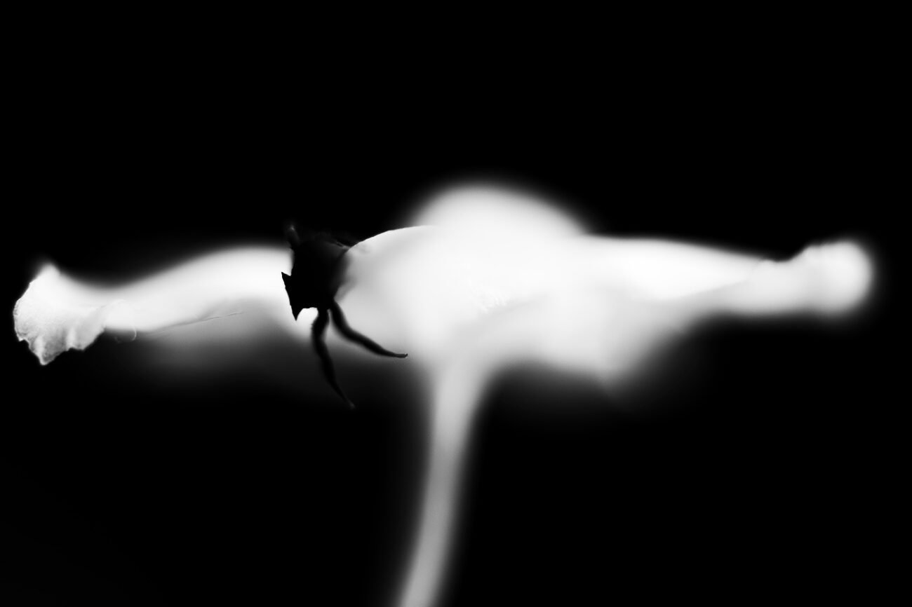 The Horned Devil