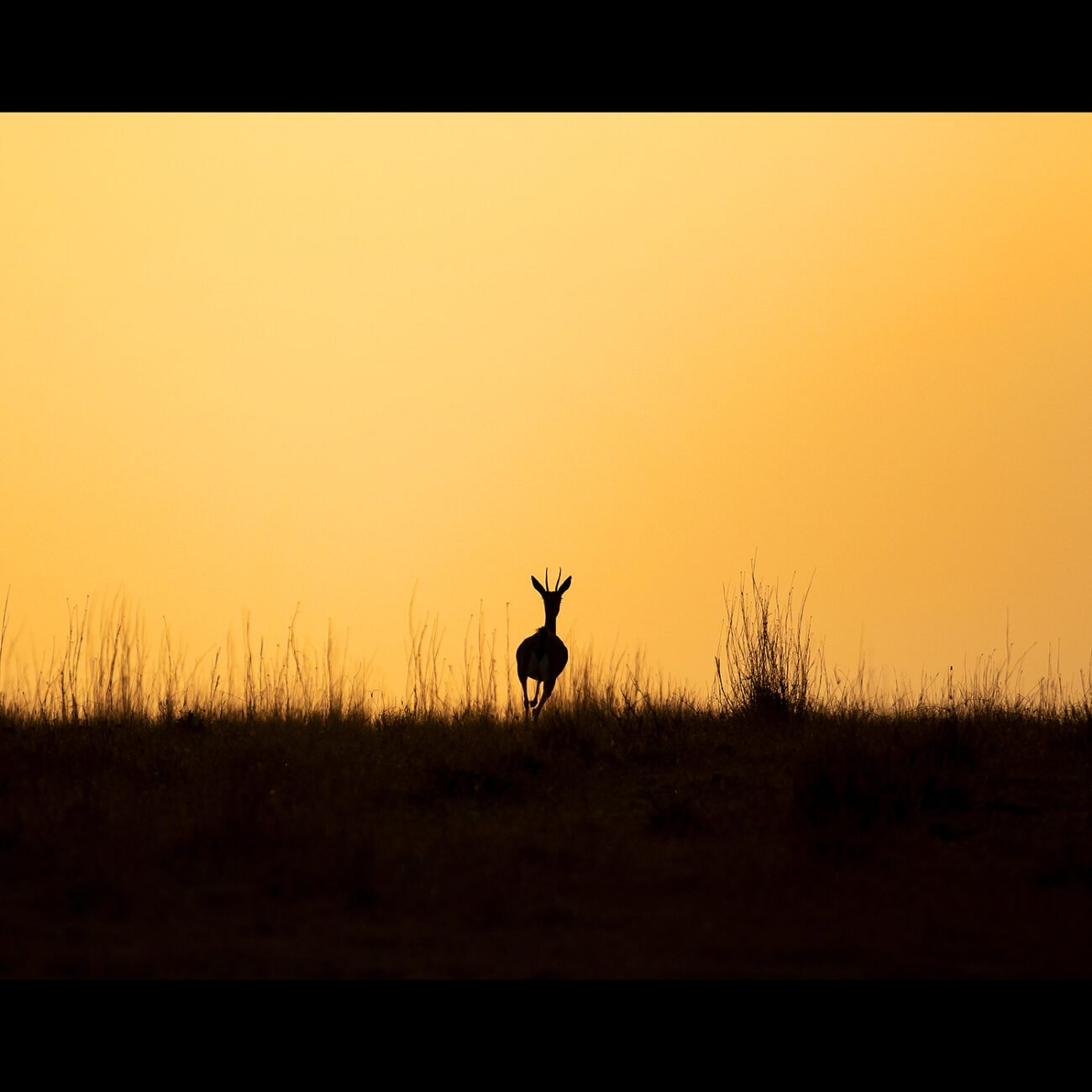 Leaving the sunset