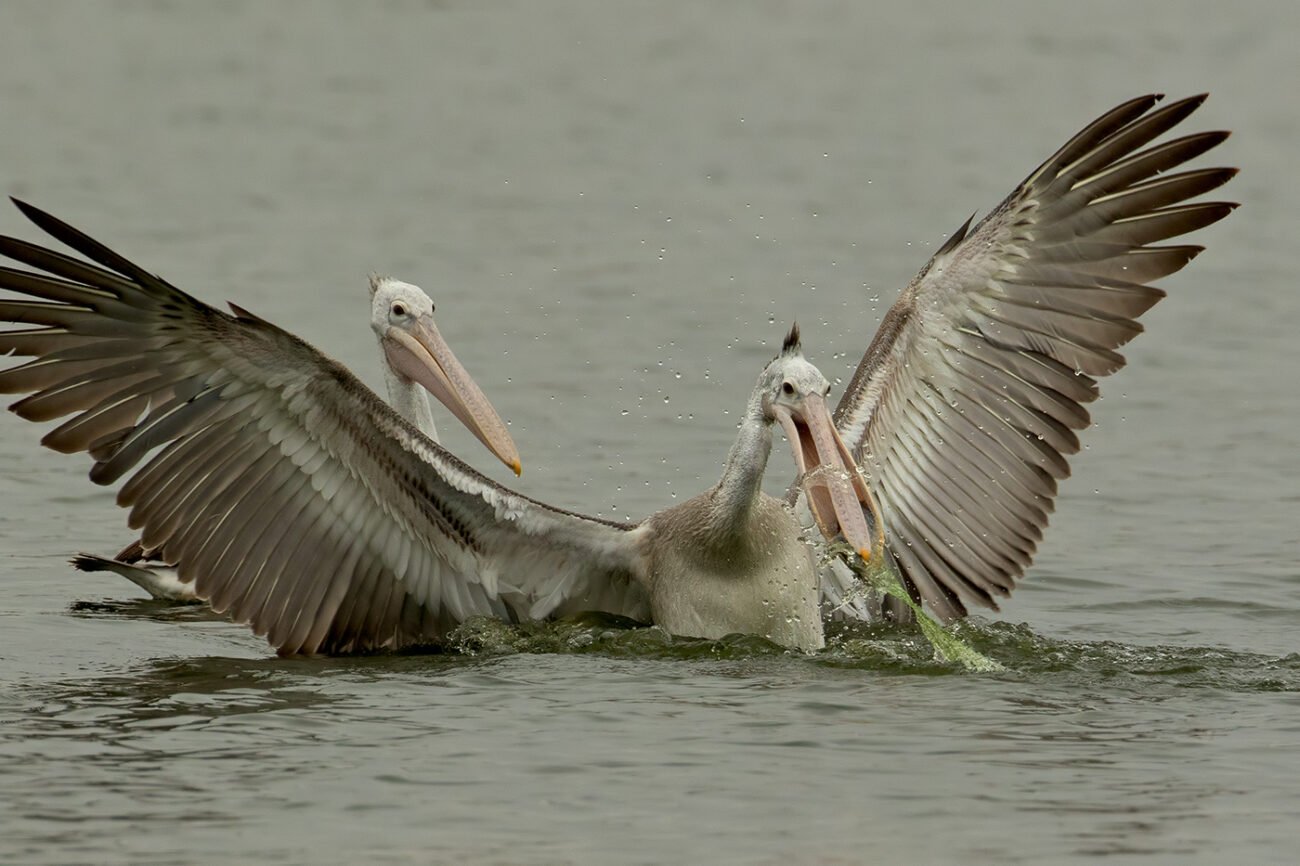 Caught in the net and beak