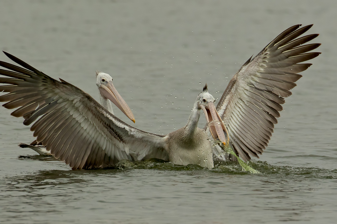 Read more about the article Caught in the net and beak