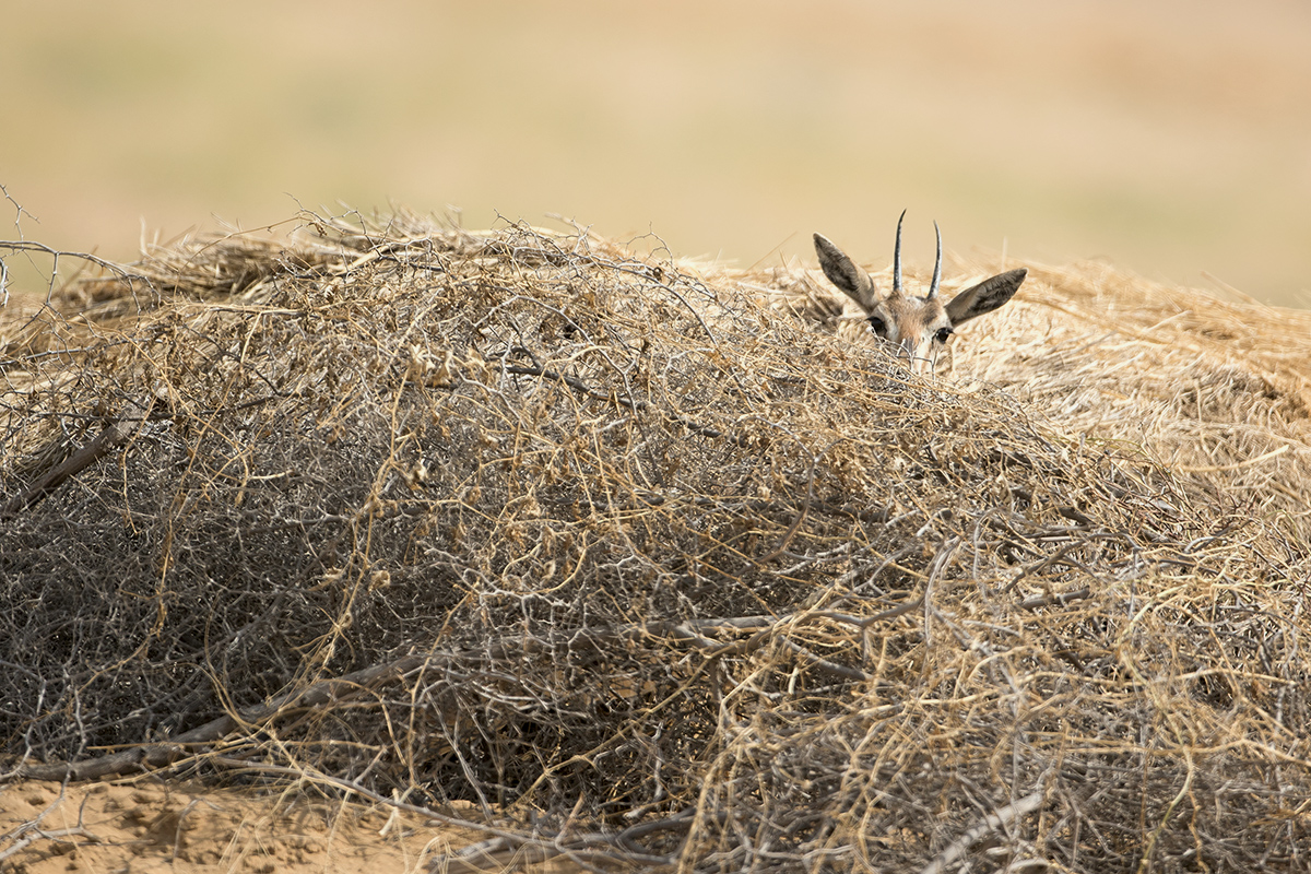 Read more about the article The Hidden Chinkara