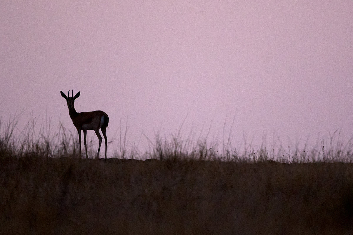 Read more about the article Pink Deer