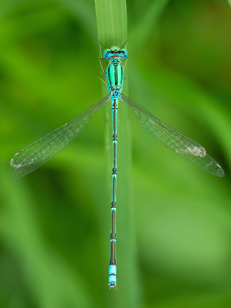 You are currently viewing A Blue Damsel