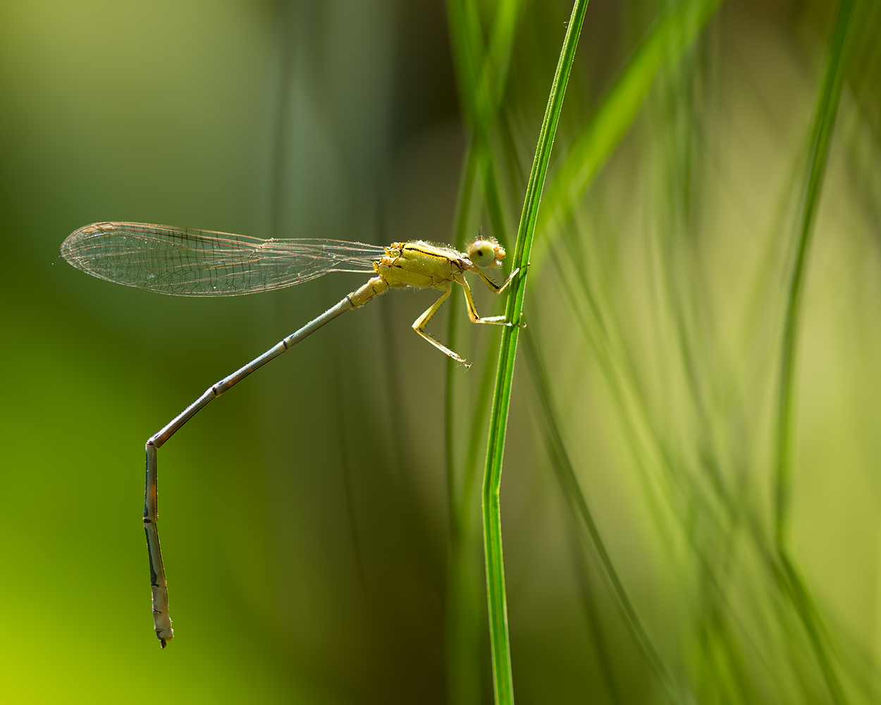 You are currently viewing A Tender Damselfly