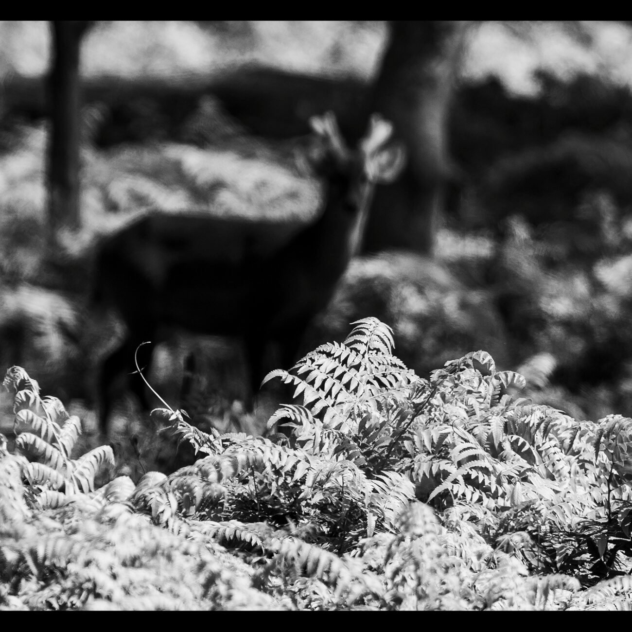 Ghost of the grassland