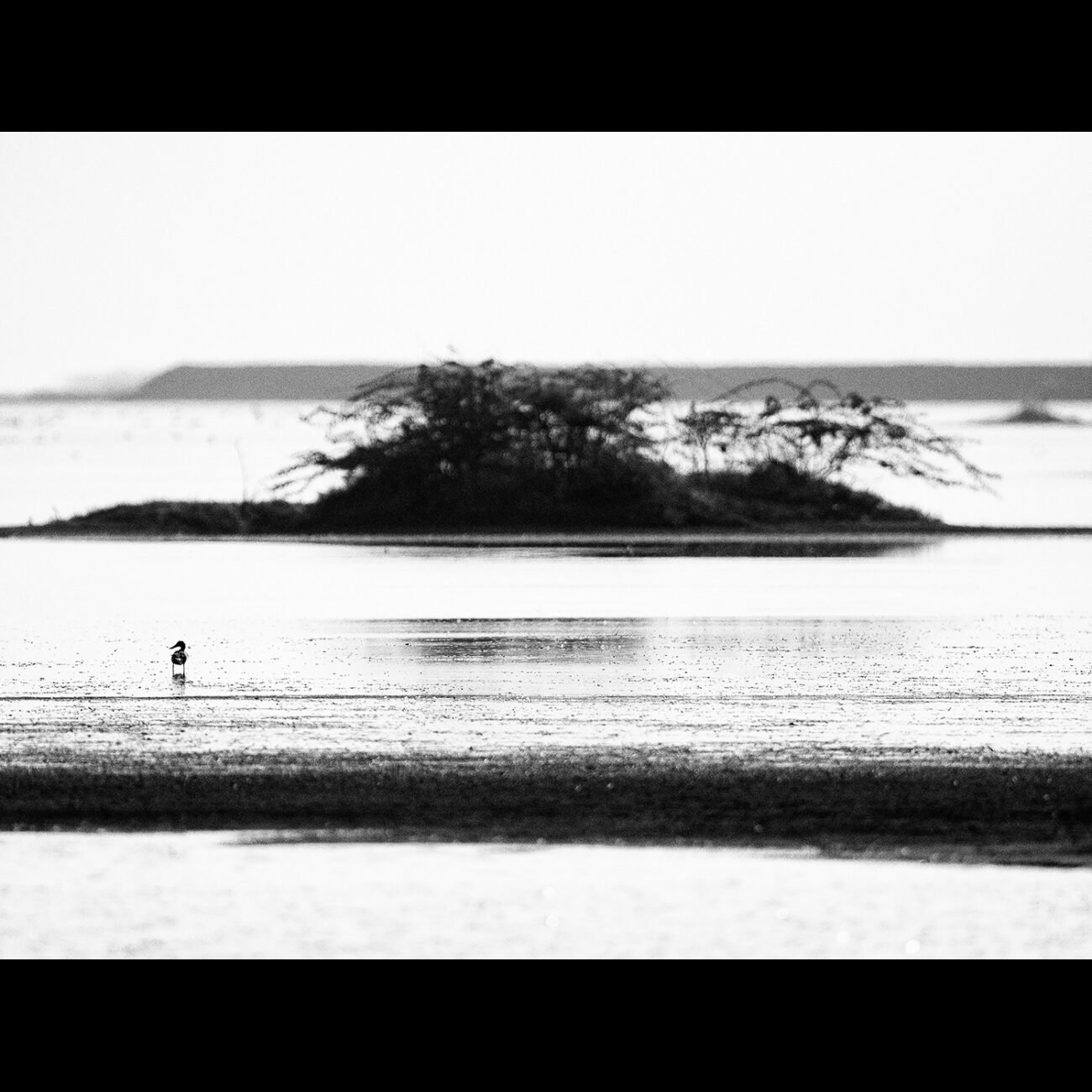 The Island