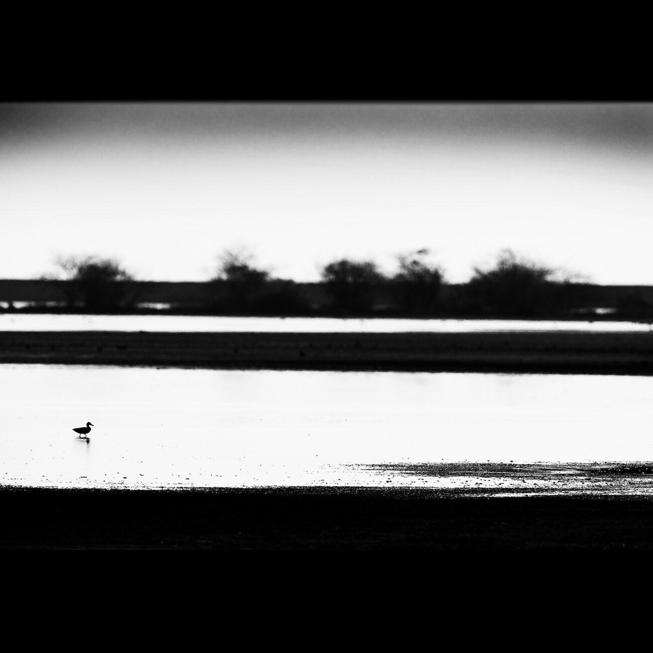 King of the lake