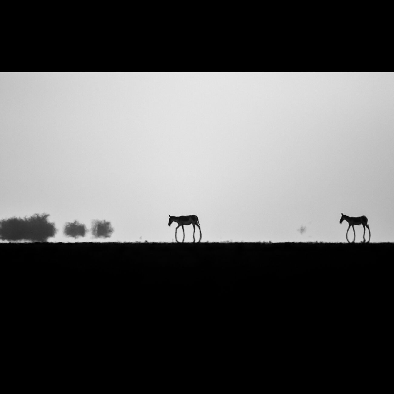 What is the Rann