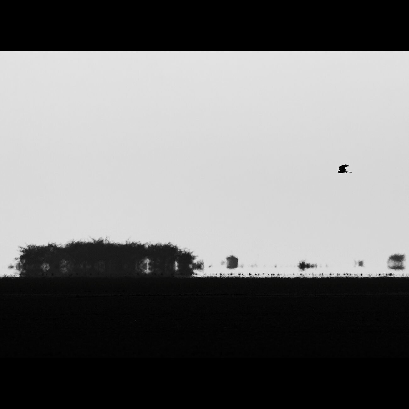 What is the Rann?