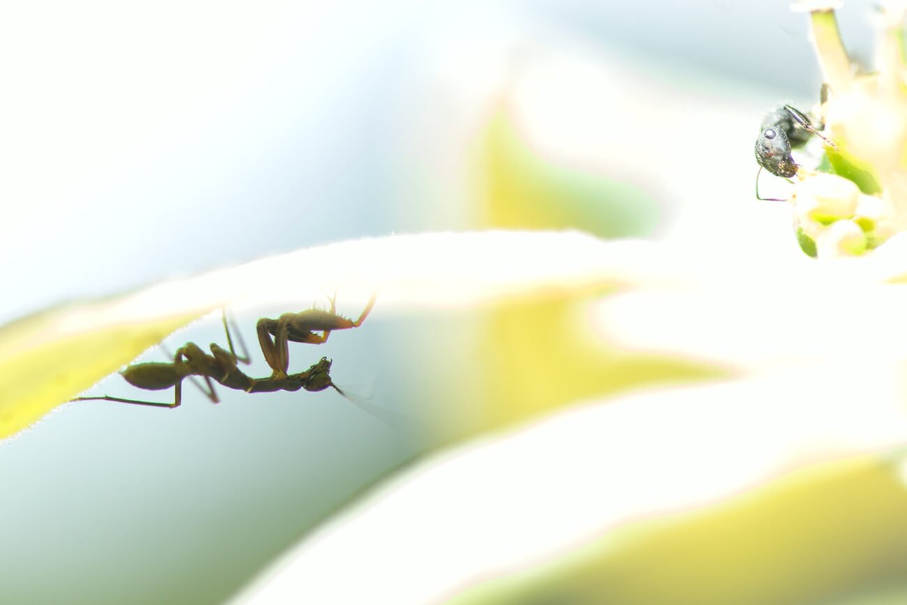 Ant and Ant Mimic