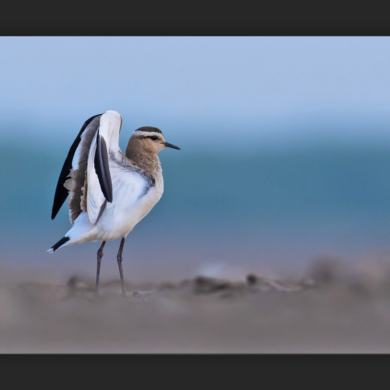 Social Lapwing