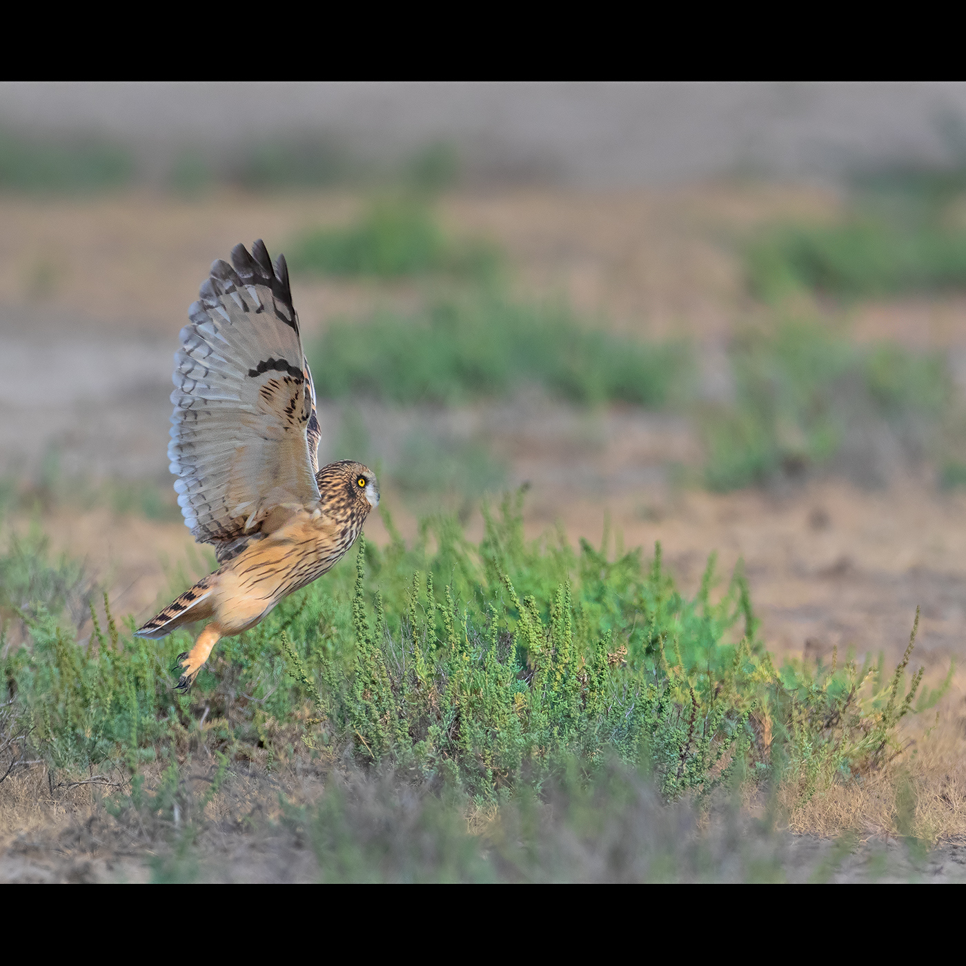 Read more about the article The Silent Wings