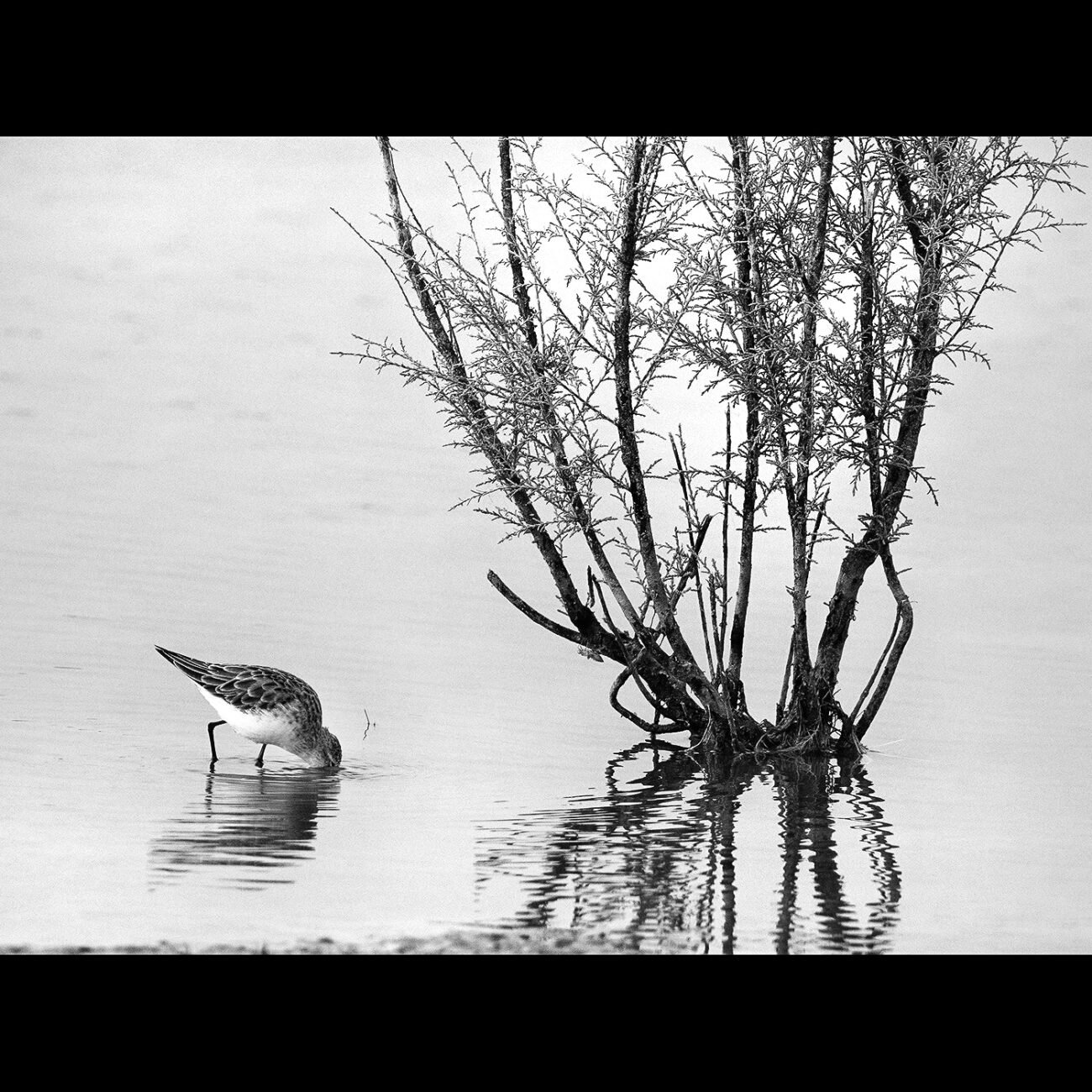 The Lake Tree