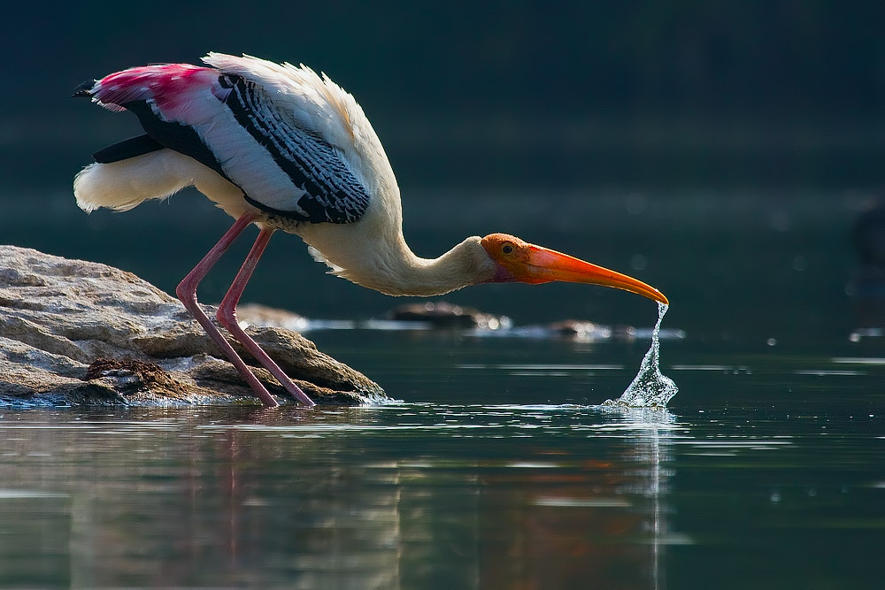 Read more about the article Thirsty Stork