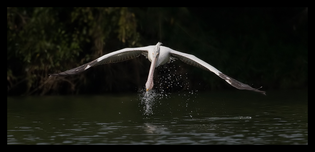 You are currently viewing Drinking Water Mid-air