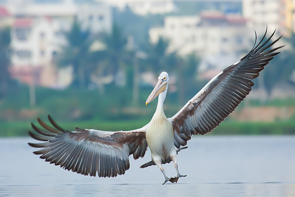 Read more about the article A Magnificent Landing