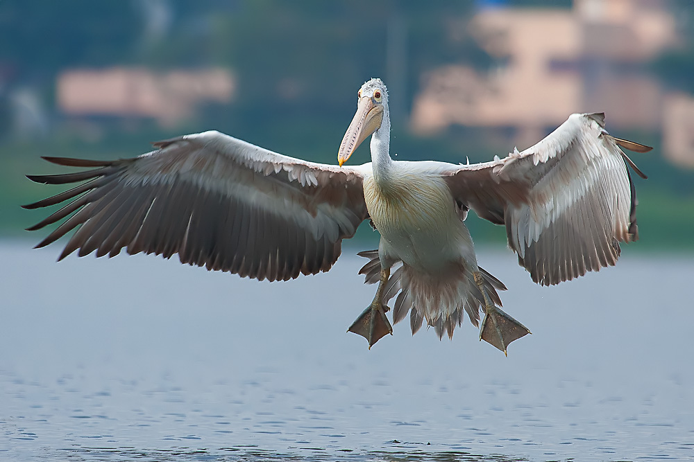 Read more about the article Flight of the Eagle