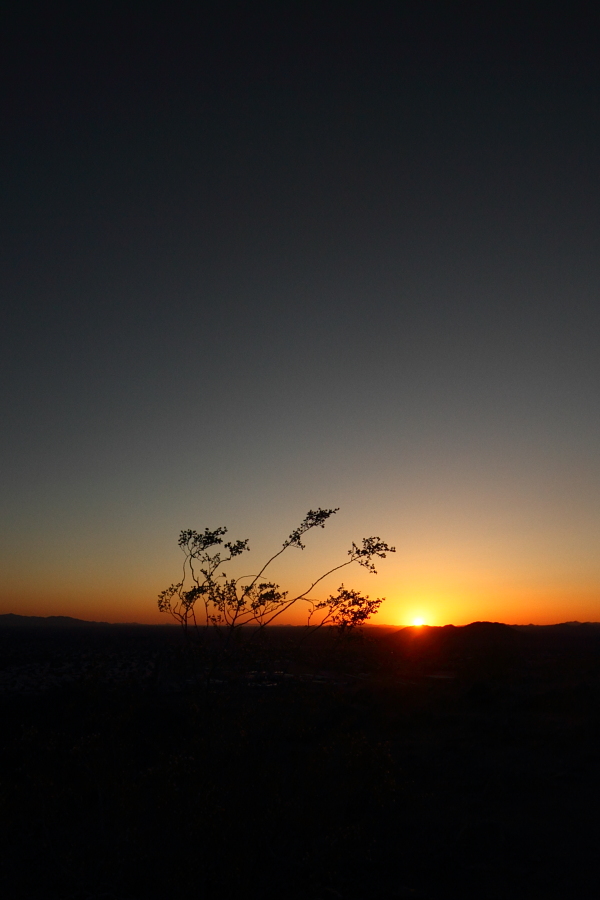 Read more about the article The Last Shrub at Sunset