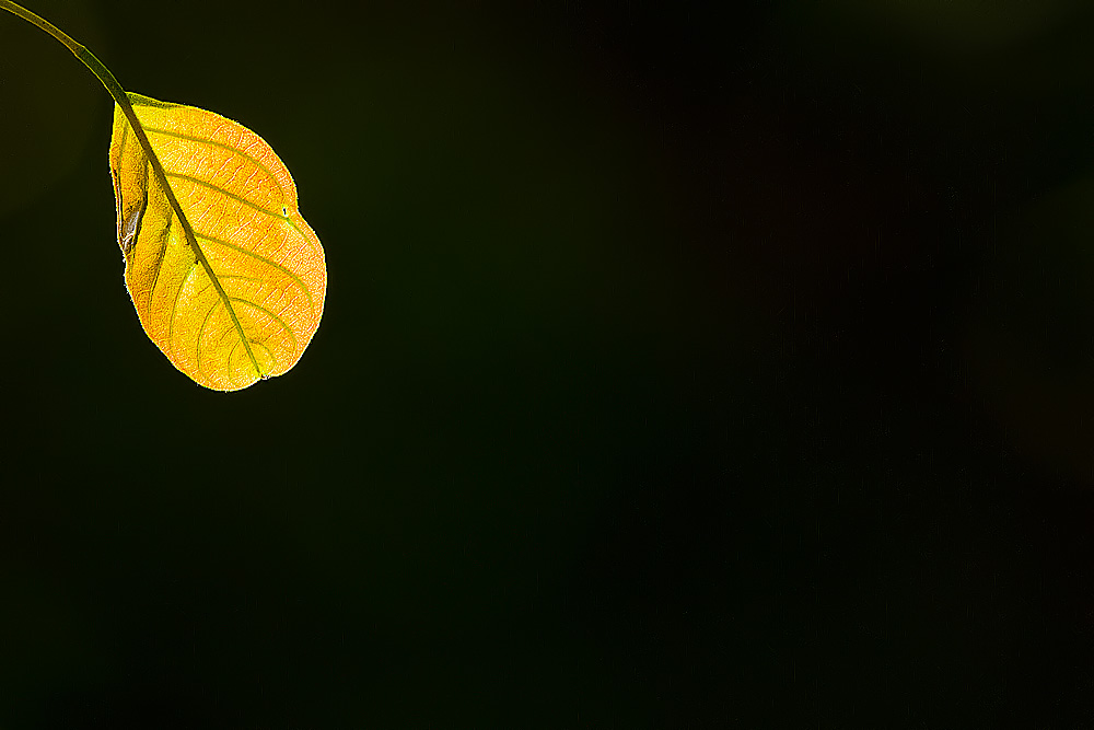 You are currently viewing The Last Leaf