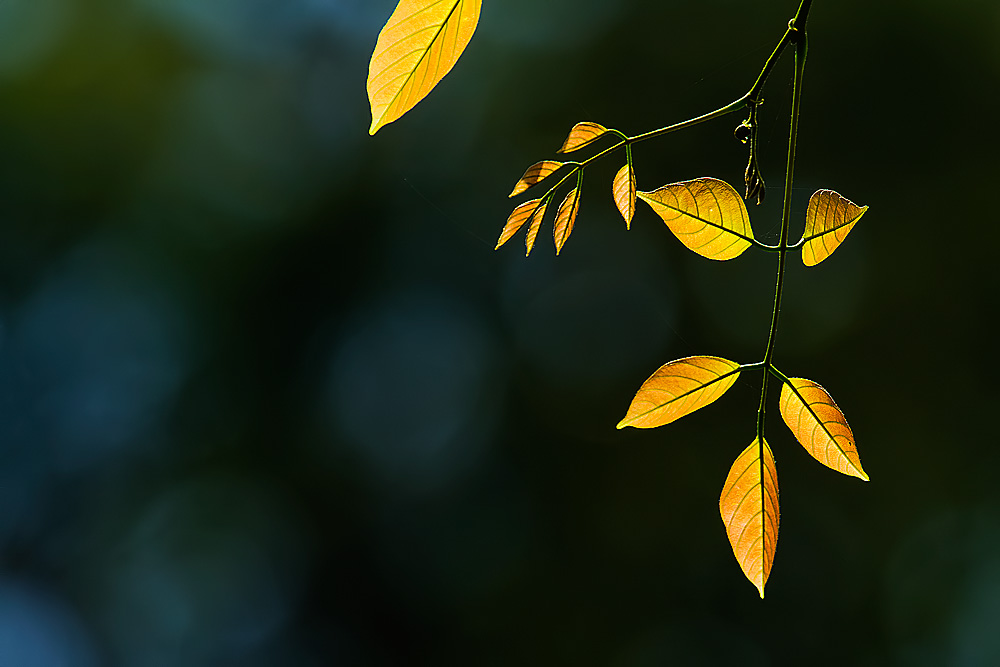 You are currently viewing The Glowing Leaves