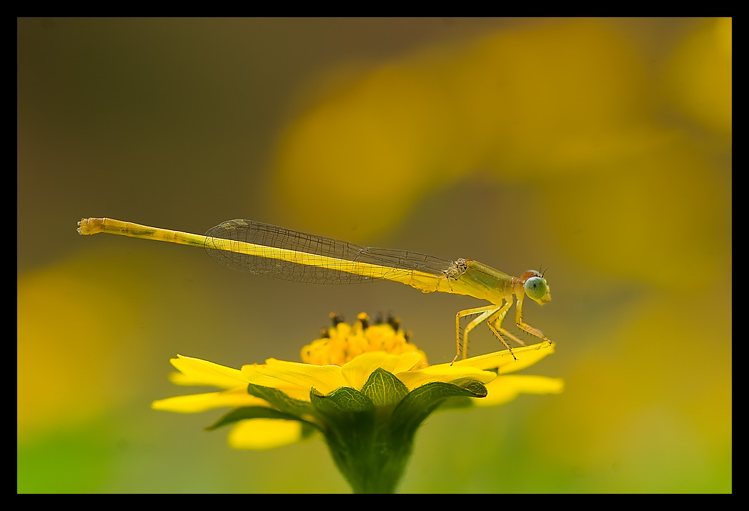 Read more about the article Bright and Yellow