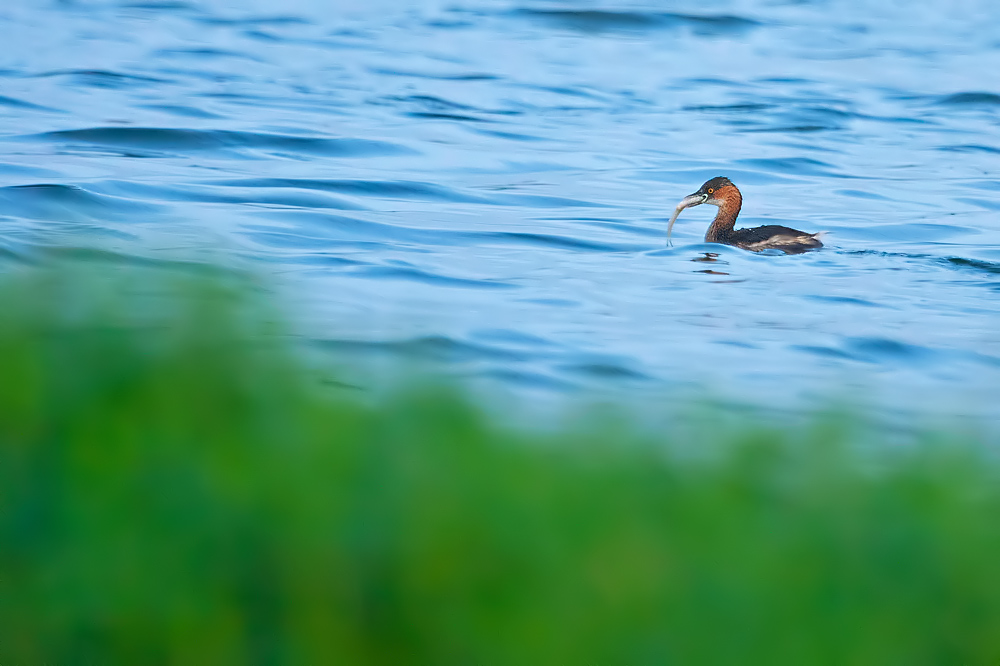 You are currently viewing Early bird gets the fish