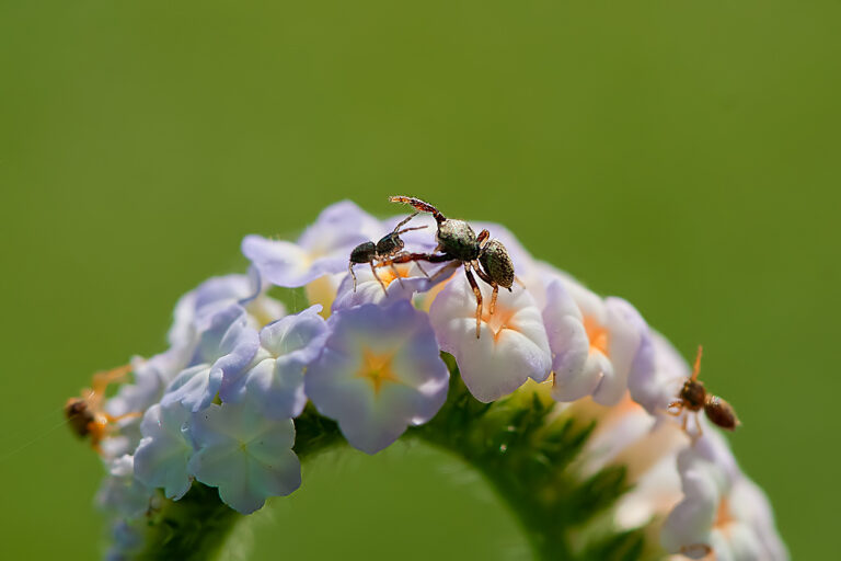 Read more about the article A Flowery Battleground