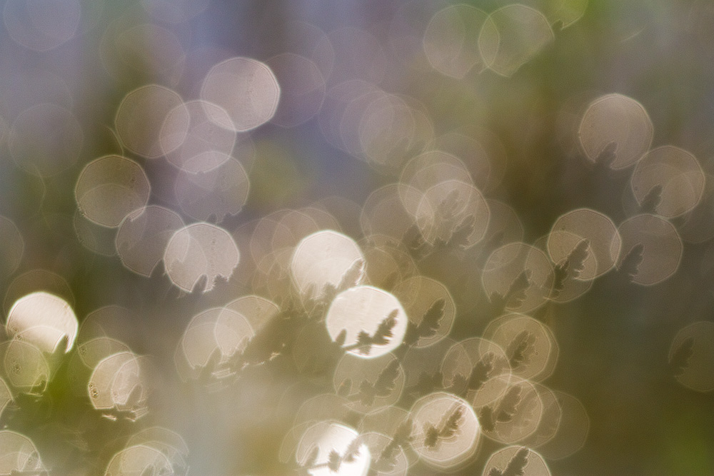 Read more about the article A Bokeh of Flowers