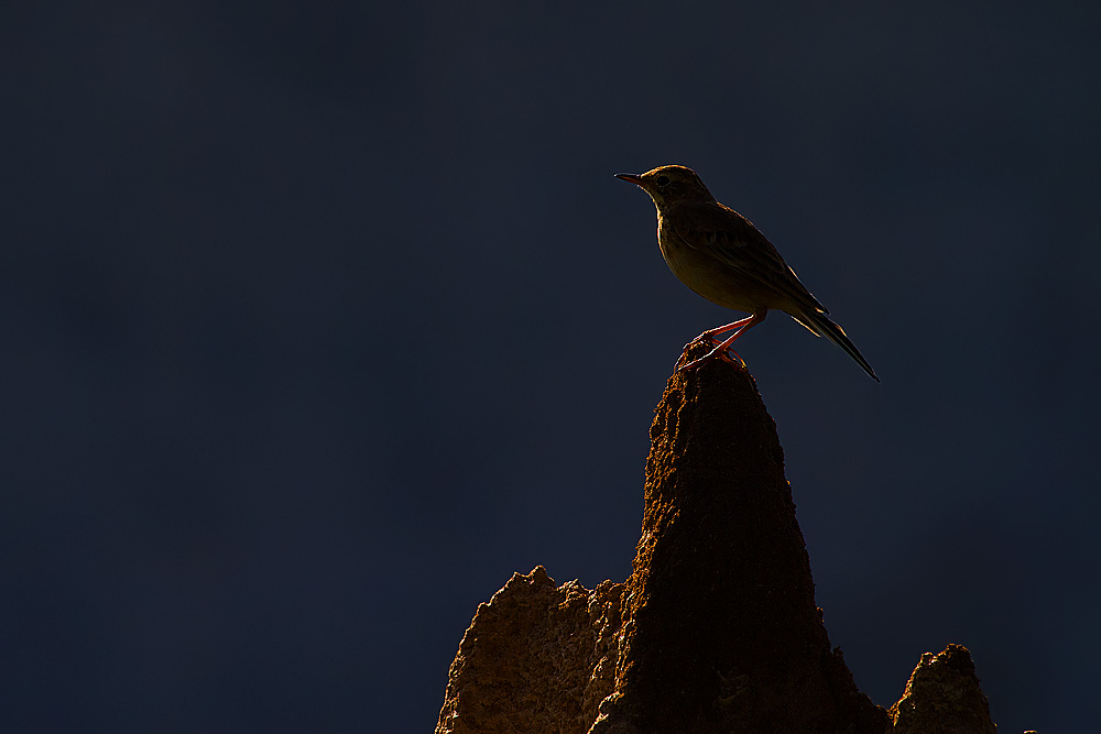 Read more about the article Backlit Pipit