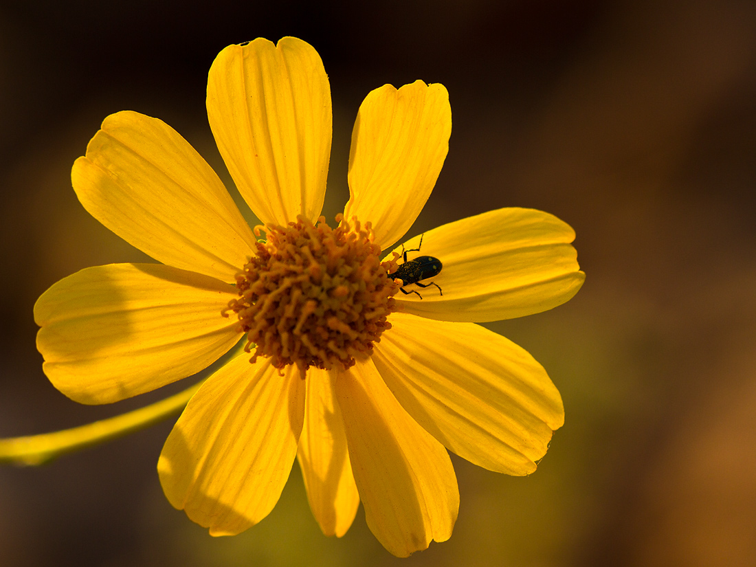 Read more about the article Refuge in a flower