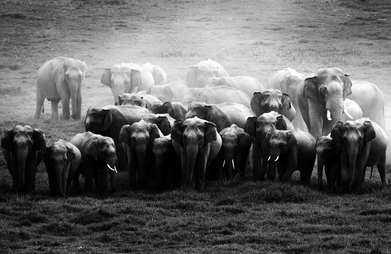 Ivory Group
