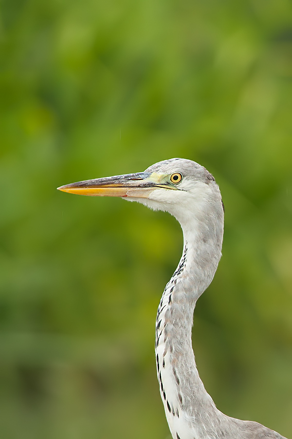 Read more about the article Rubber Neck