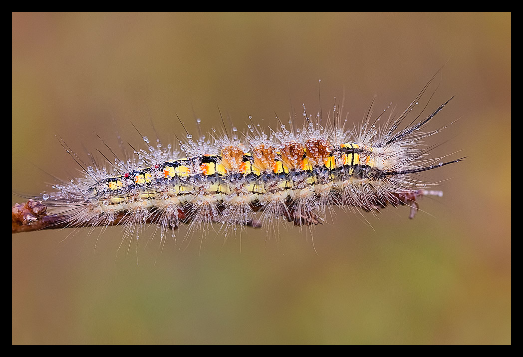 Read more about the article Caterpillar covered in Dew Drops