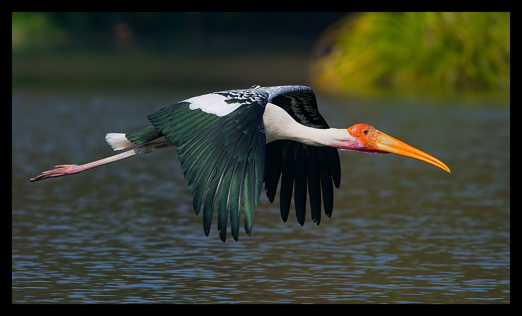 Read more about the article Flight of the stork