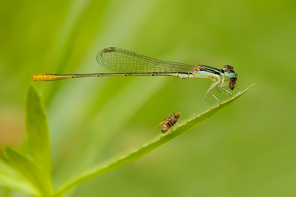 You are currently viewing A Buffet of Flies