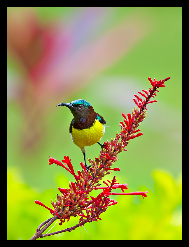 Read more about the article A Bright and Colorful sunbird