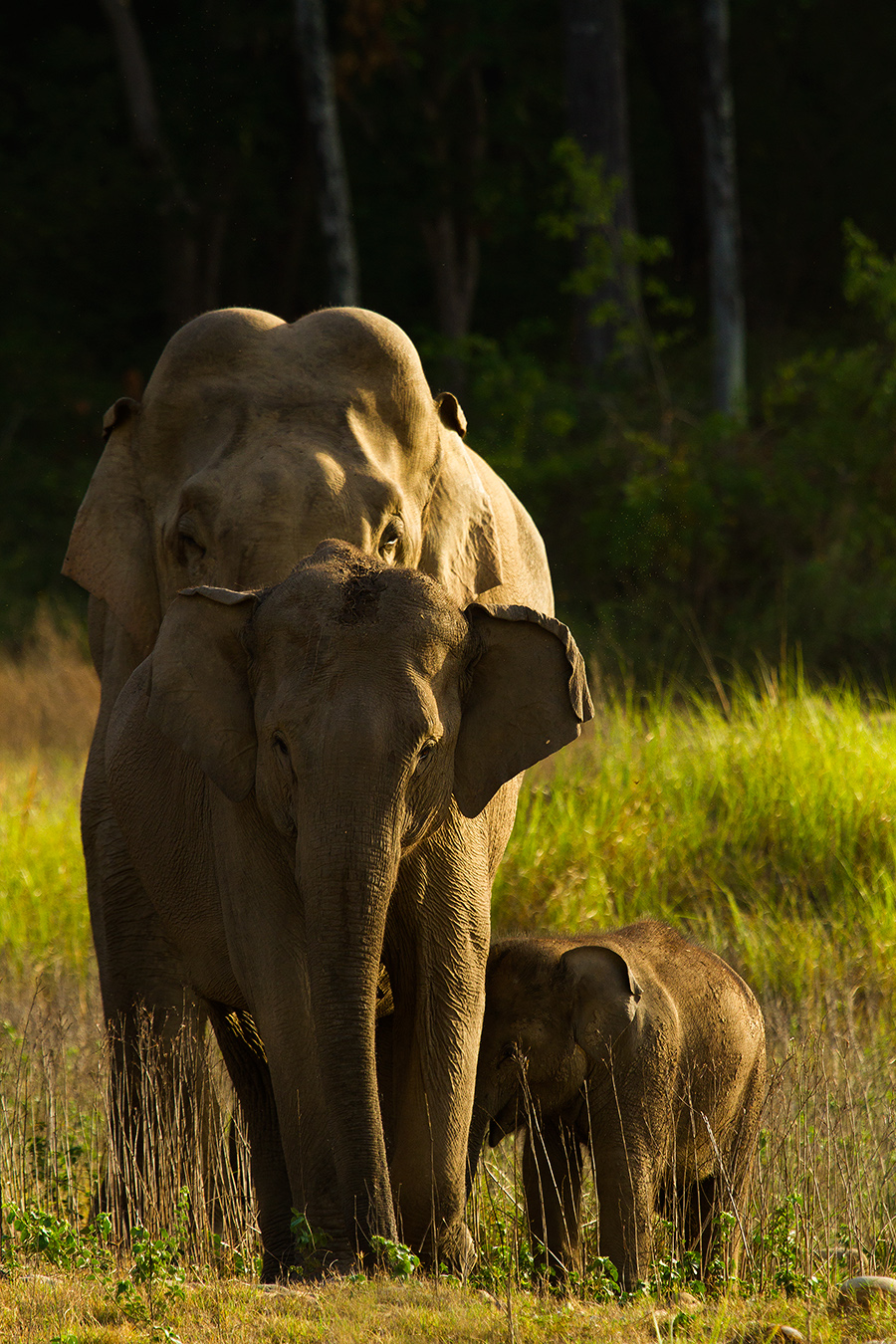 Read more about the article Father, Mother and son